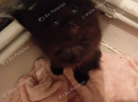 Black fluffy boy