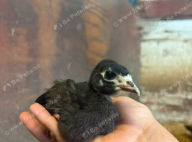 Norfolk Black & Sweetgrass Turkeys