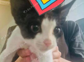 kitten 3month old male divon rex