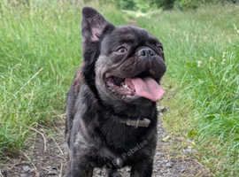 Fluffy French Bulldog Carrying Pink