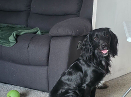 FOR STUD Working Cocker Spaniel