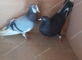 Pair of Birmingham rollers