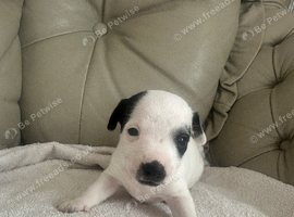 jack russell puppys