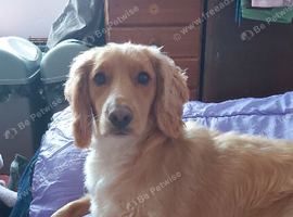 Cocker Spaniel