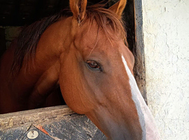 16.3 chestnut gelding for part loan