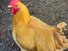 Buff Orpington cockerels