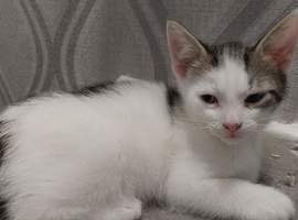 2 Mixed Breed Kittens