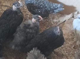 Bantam chickens