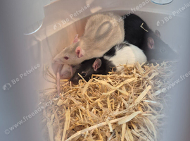 4 female rats