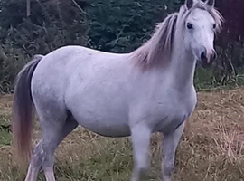 Beautiful Grey Registered Section A Mare with foal at foot