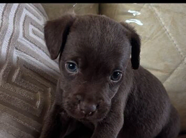 Patterdale puppies