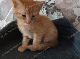 Ginger kitten