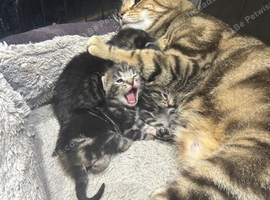 Bengal x kittens