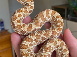 Male 2024 Hognose