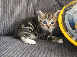 Gorgeous cross kittens