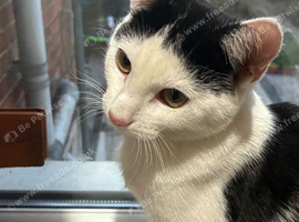 Kitten in Derby.