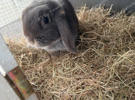 Female mini lop