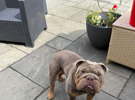 Male English bulldog 3 years