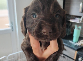 7cocker spaniel puppies ready to go to new homes 8th june