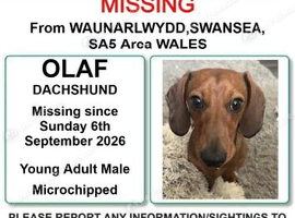 Missing dachshund