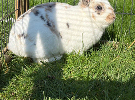 Female rabbit (NEEDS REHOMING ASAP)