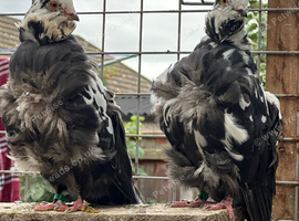 Chinese owls