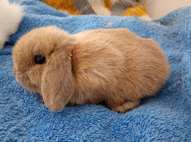Mini lop babies