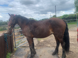 Welsh D filly