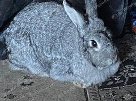 Giant Chinchilla Doe