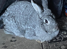 Giant Chinchilla Doe