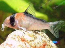 Cory Catfish