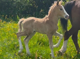 Freebank Gucci Welsh C filly