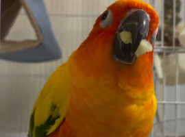 WANTED Sun Conures