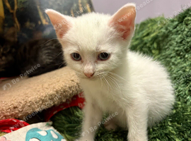 3 lovely kitten , 2 whites and a long hair tabby