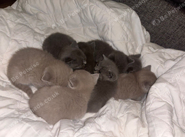 Beautiful British Shorthair Kittens Looking for Their Forever Homes
