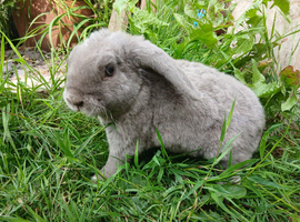 Plush Mini lop