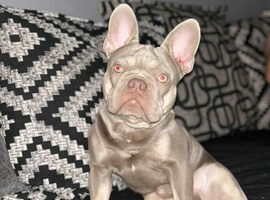 Male French bulldog