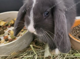 Beautiful Mini lop looking good a home.
