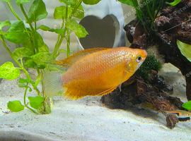 Male red honey gourami