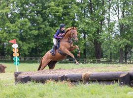 &lsquo;Harry&rsquo; 16.1hh Gelding