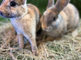Bunnies for sale now!