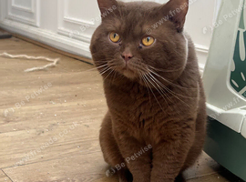 British shorthair cinnamon for stud