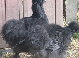 Two black silkie hens
