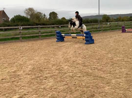 11.3 Mini cob gelding pony club/ Hunting pony