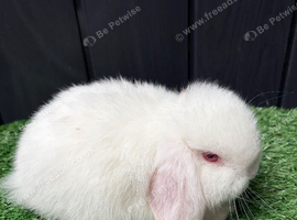 Mini lop doe ready now