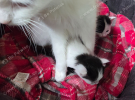 2 8week old male kittens