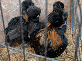 Polish hybrid POL Trio