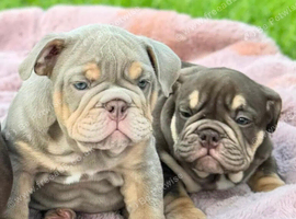 English bulldog puppies