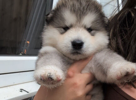 KC Reg Alaskan Malamute Puppies