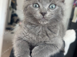 Scottish fold x Russian blue kittens